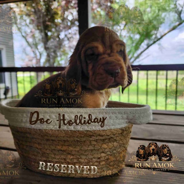 Run Amok Hound Lounge: Black & Tan + Liver & Tan Bloodhound Puppies media 6