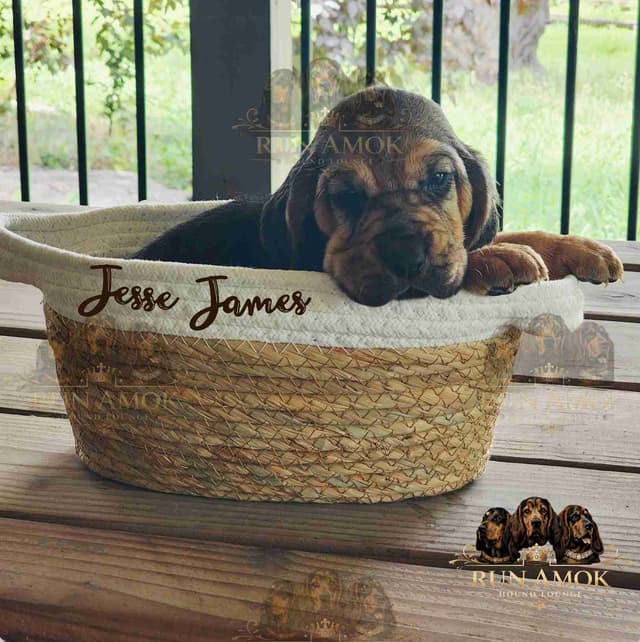 Run Amok Hound Lounge: Black & Tan + Liver & Tan Bloodhound Puppies media 5