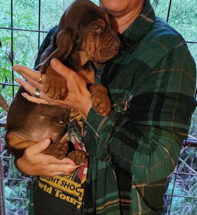 Run Amok Hound Lounge: Black & Tan + Liver & Tan Bloodhound Puppies media 2