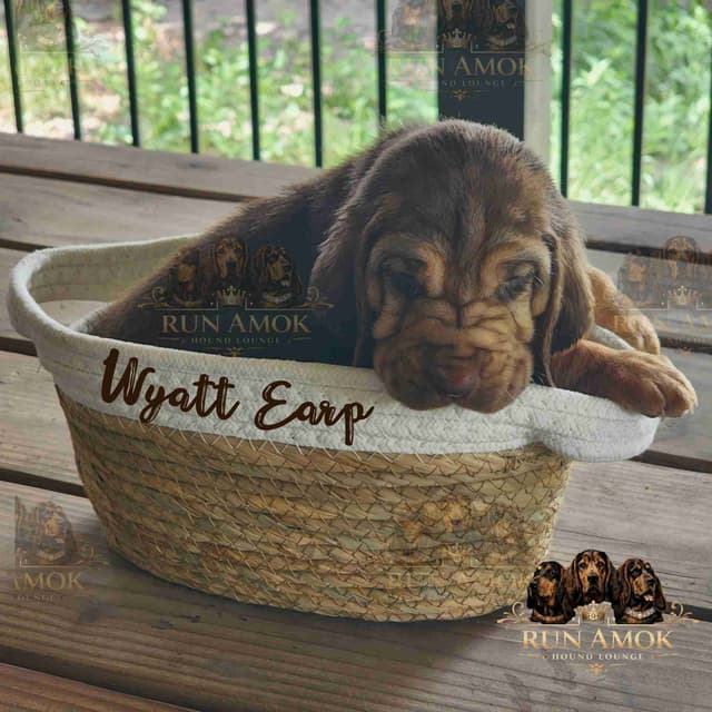Run Amok Hound Lounge: Black & Tan + Liver & Tan Bloodhound Puppies media 20