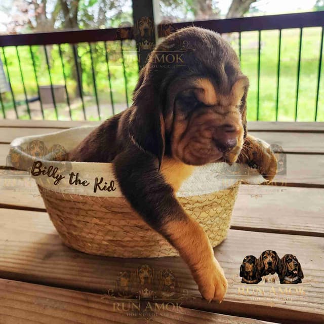 Run Amok Hound Lounge: Black & Tan + Liver & Tan Bloodhound Puppies media 21