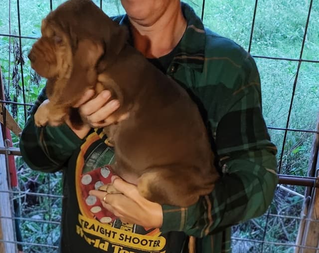 Run Amok Hound Lounge: Black & Tan + Liver & Tan Bloodhound Puppies media 3