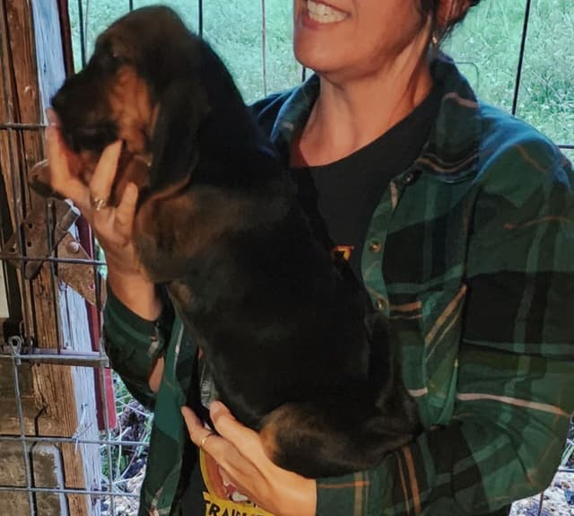 Run Amok Hound Lounge: Black & Tan + Liver & Tan Bloodhound Puppies media 4