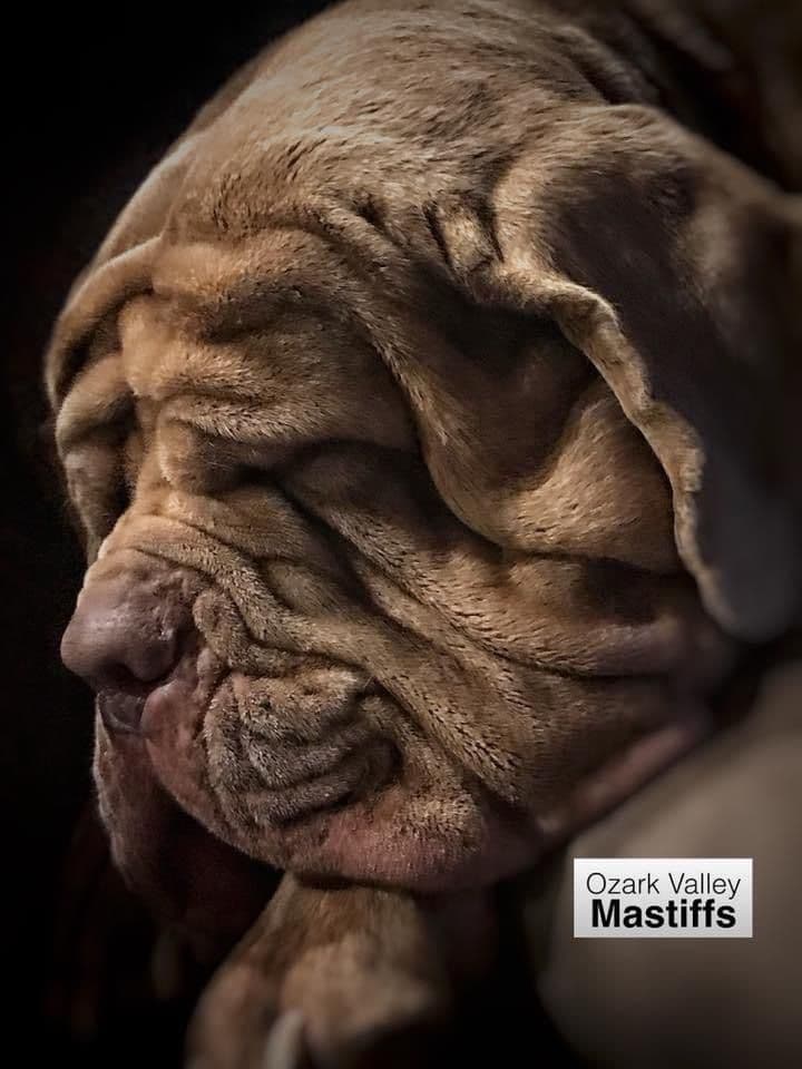 Dogue de Bordeaux Puppies breeder image 1