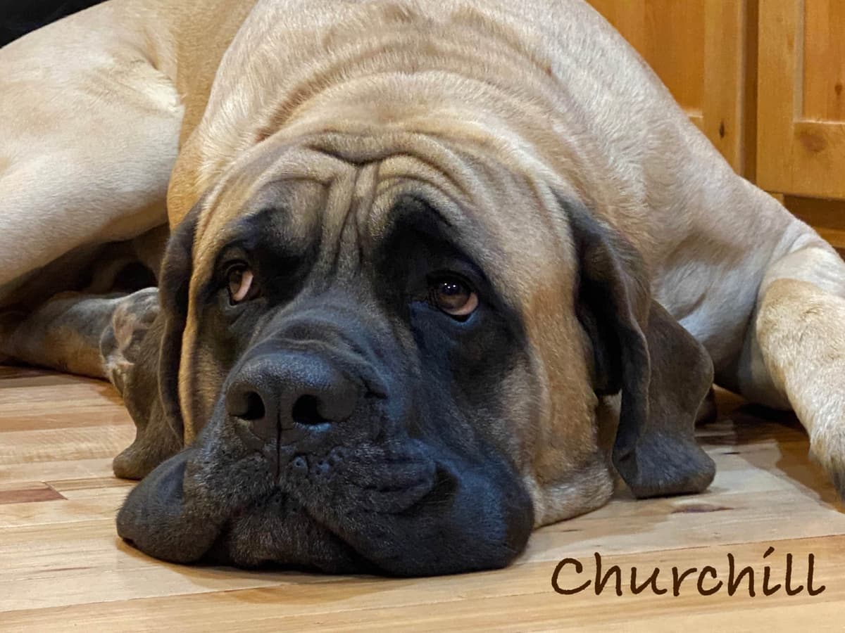Dogue de Bordeaux Puppies breeder image 3