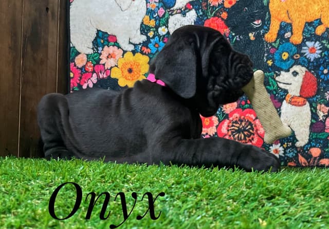 Neapolitan Mastiff Puppies media 2