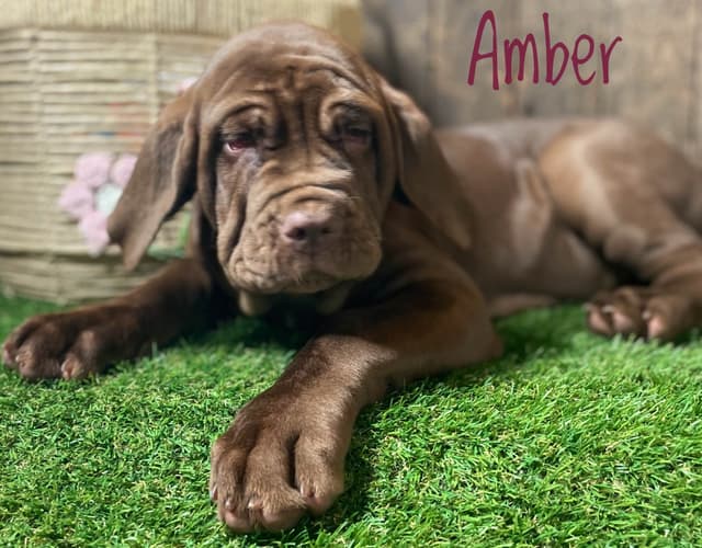 Neapolitan Mastiff Puppies media 3