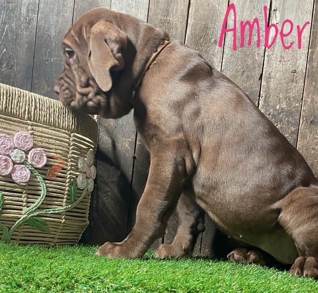 Neapolitan Mastiff Puppies media 4