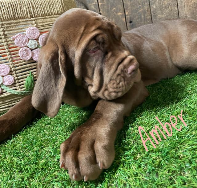 Neapolitan Mastiff Puppies media 5
