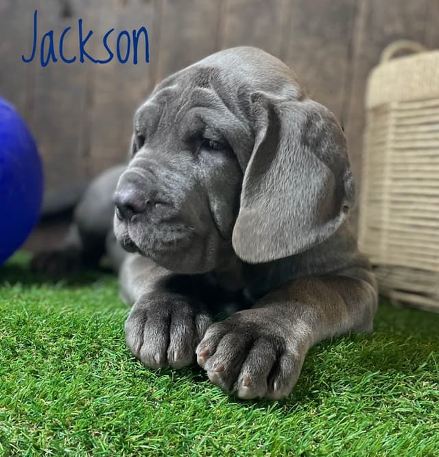 Neapolitan Mastiff Puppies media 2