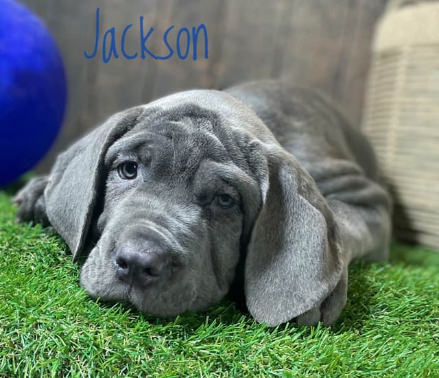 Neapolitan Mastiff Puppies media 3