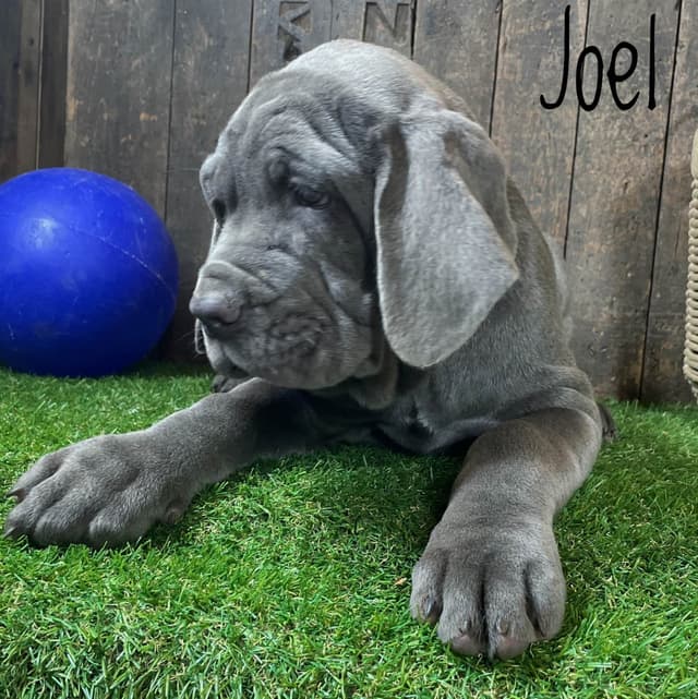 Neapolitan Mastiff Puppies media 4