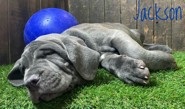 Neapolitan Mastiff Puppies media 5