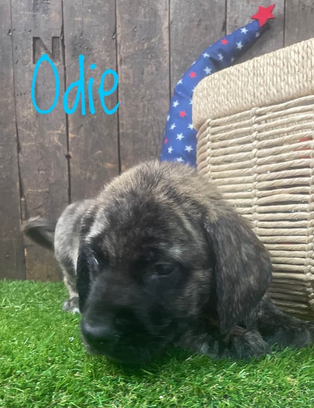 Mastiff Puppies media 2