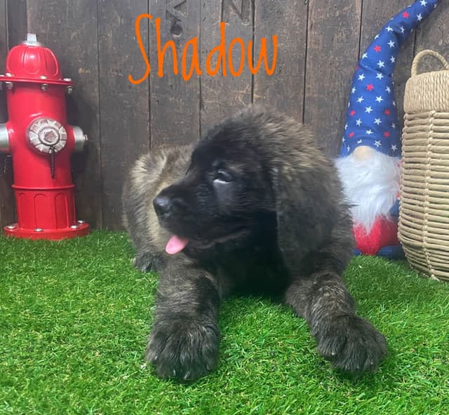 Mastiff Puppies media 3