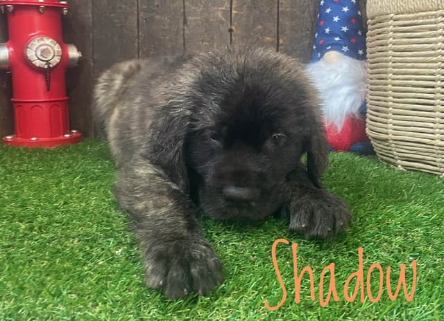 Mastiff Puppies media 4