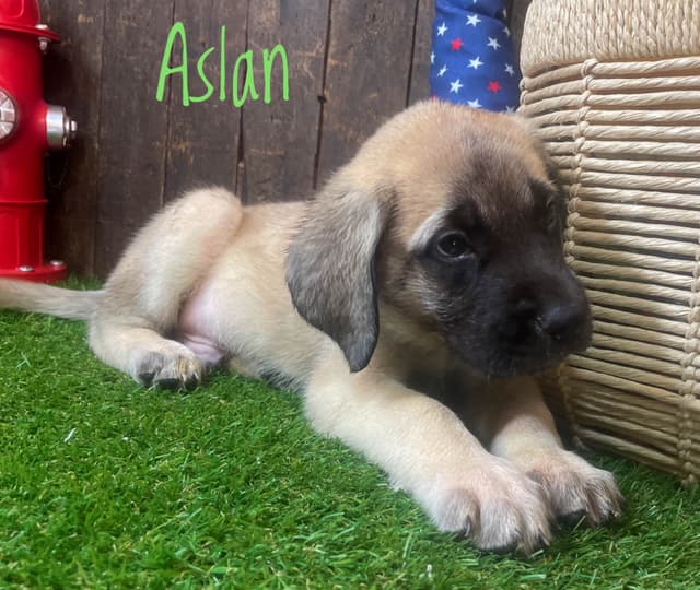 Mastiff Puppies media 6