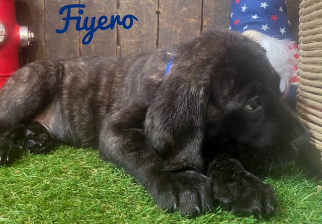Mastiff Puppies media 7