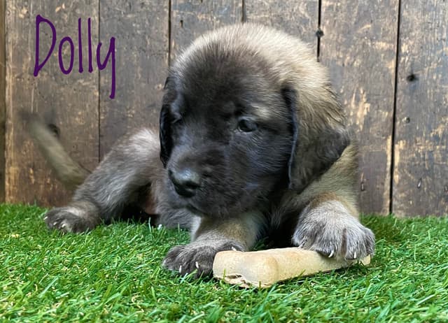 Mastiff Puppies media 8