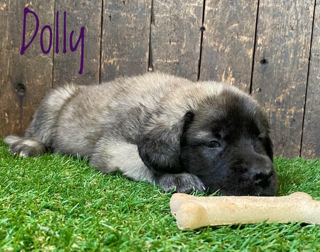 Mastiff Puppies media 9