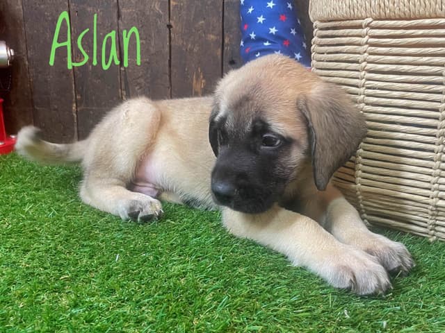 Mastiff Puppies media 10