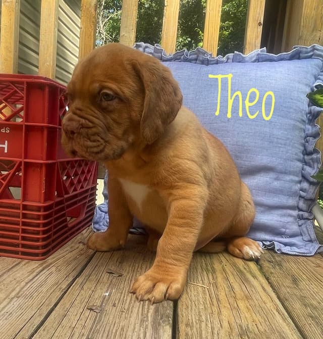 Dogue de Bordeaux Puppies media 2