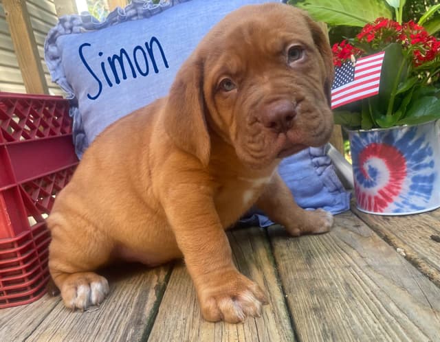 Dogue de Bordeaux Puppies media 3