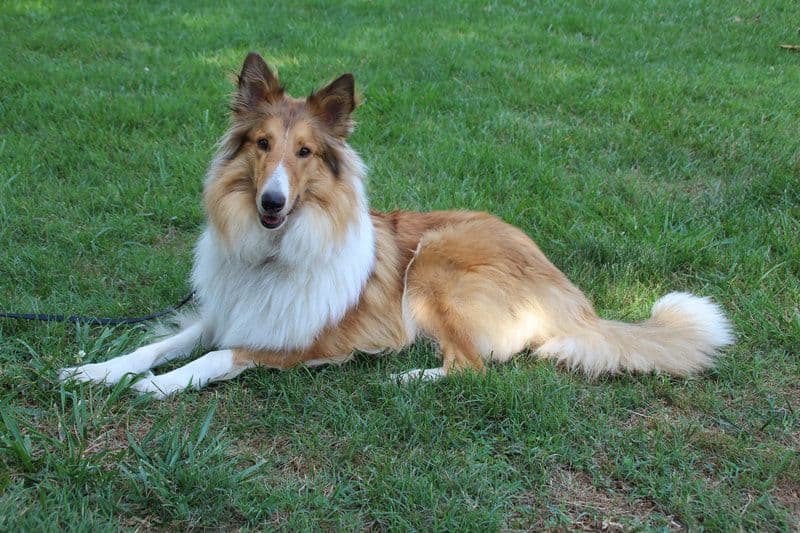 Shetland Sheepdog Puppies breeder image 1