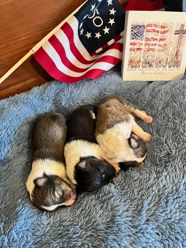 Shetland Sheepdog Puppies media 13