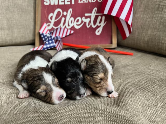 Shetland Sheepdog Puppies media 9