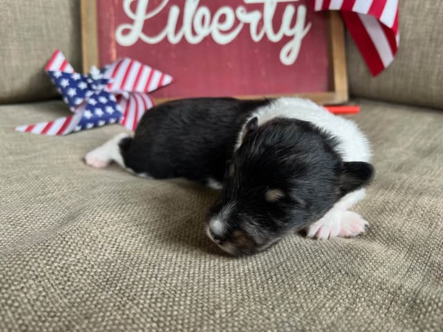 Shetland Sheepdog Puppies media 11