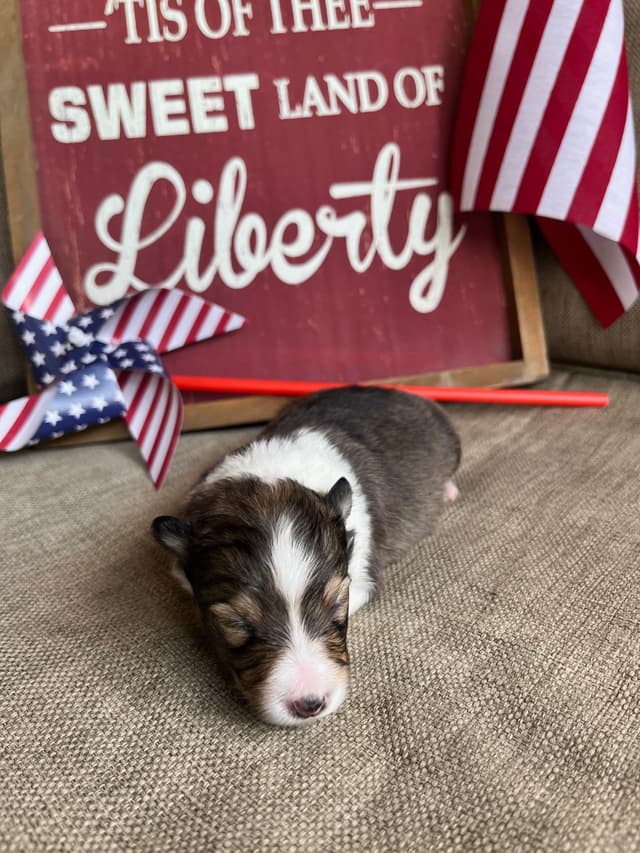 Shetland Sheepdog Puppies media 10