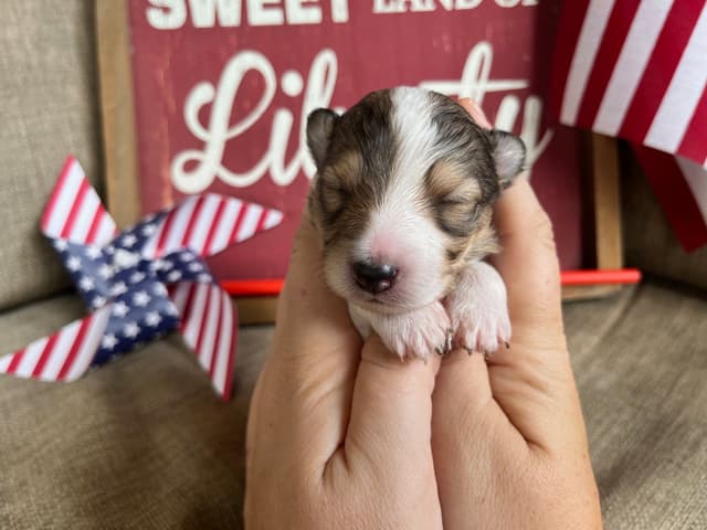 Shetland Sheepdog Puppies media 12