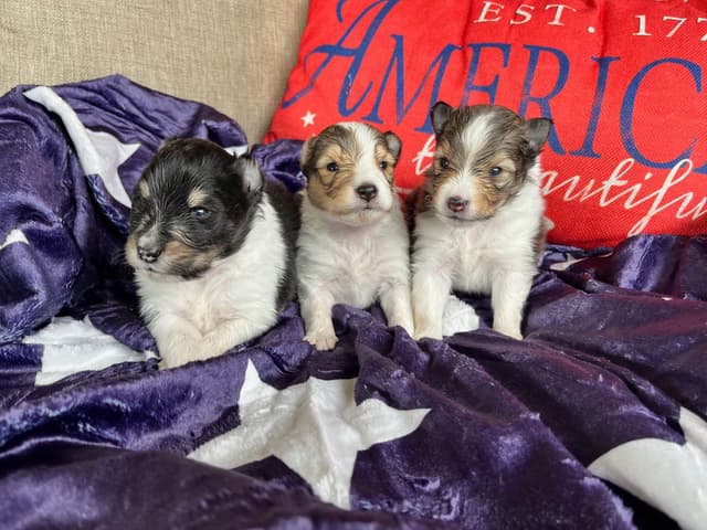 Shetland Sheepdog Puppies media 5