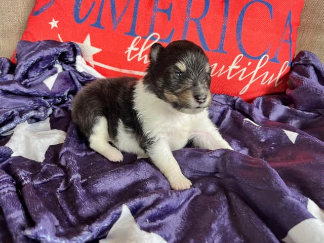 Shetland Sheepdog Puppies media 7