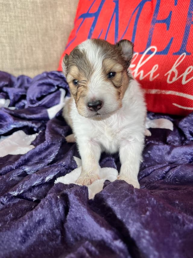 Shetland Sheepdog Puppies media 8