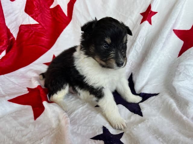 Shetland Sheepdog Puppies media 3