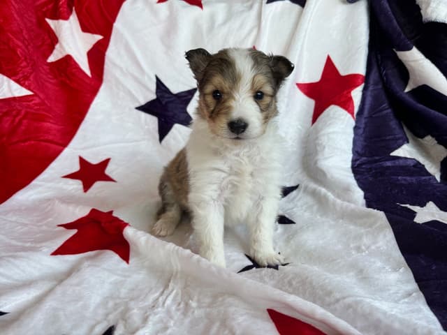 Shetland Sheepdog Puppies media 4