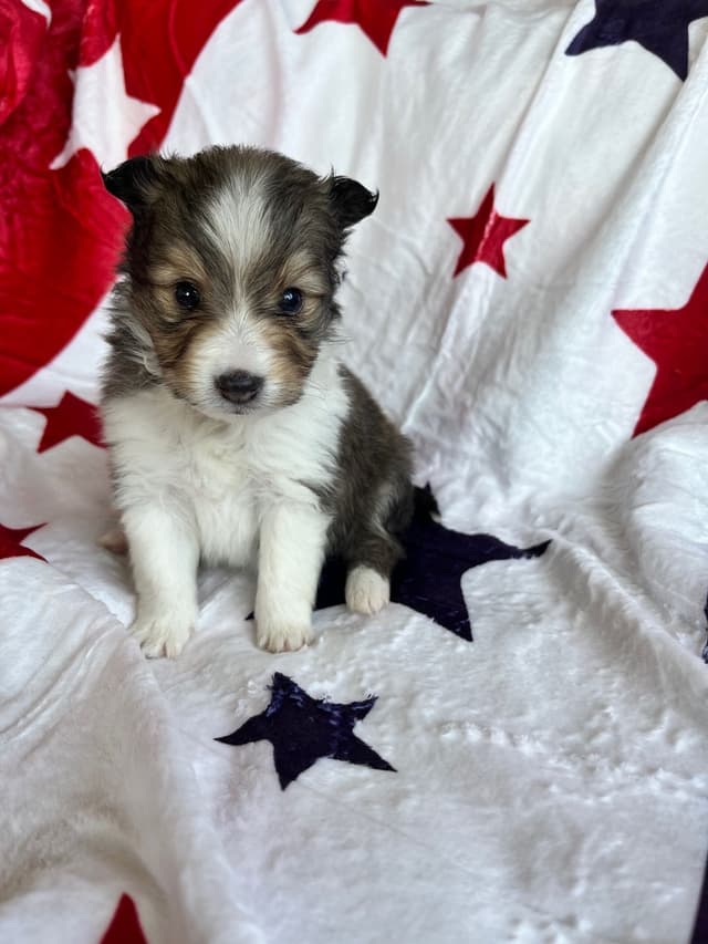Shetland Sheepdog Puppies media 2