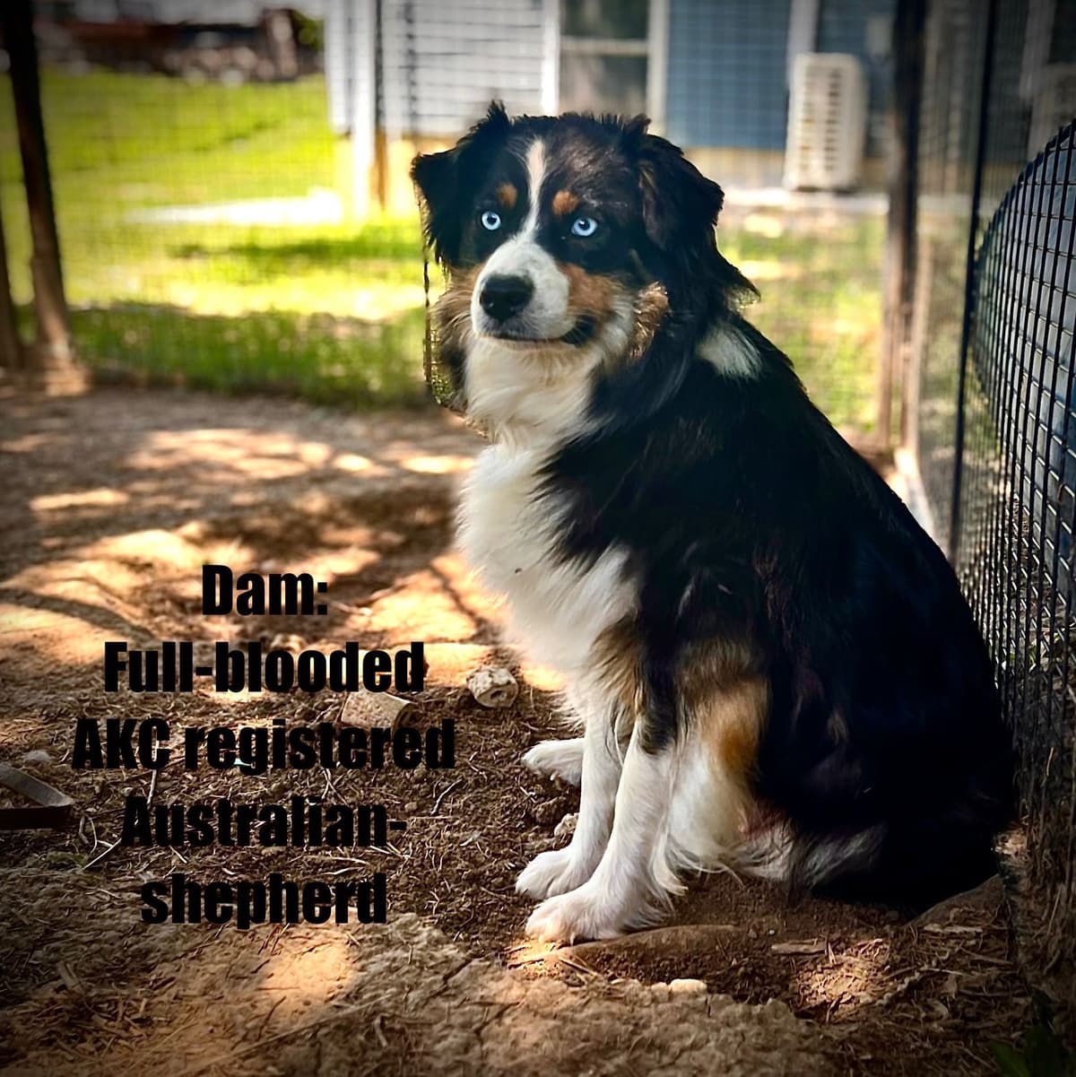 Australian Shepherd Puppies breeder image 2