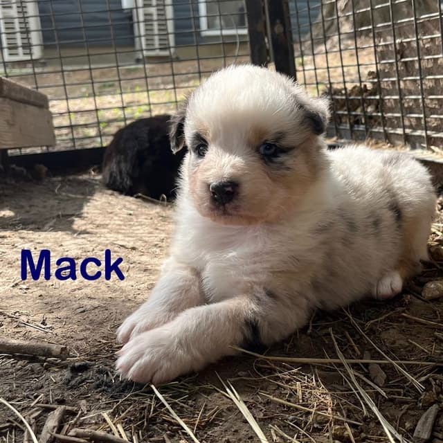 Australian Shepherd Puppies media 12