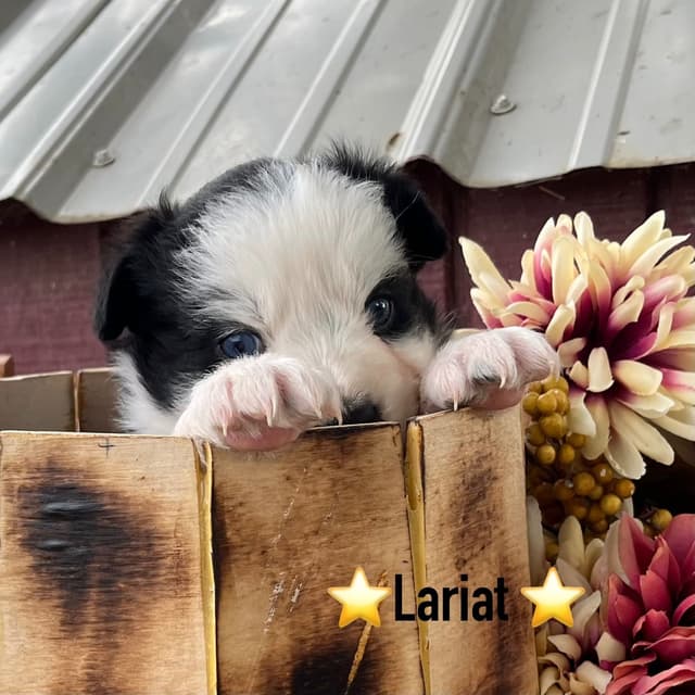 Australian Shepherd Puppies media 25
