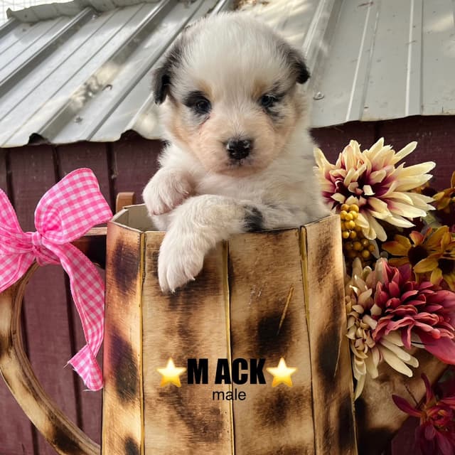 Australian Shepherd Puppies media 10