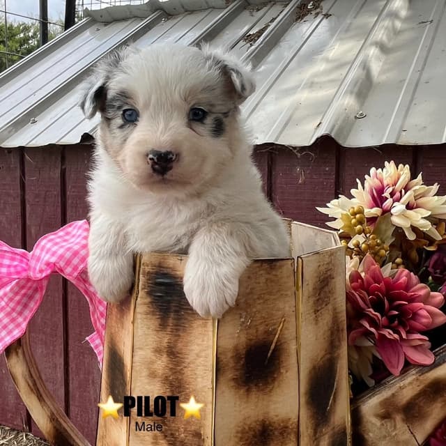 Australian Shepherd Puppies media 4