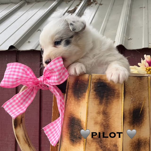 Australian Shepherd Puppies media 5