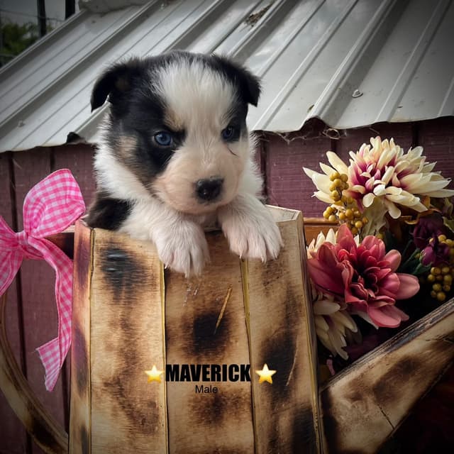 Australian Shepherd Puppies media 18