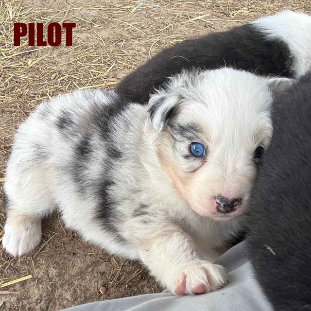 Australian Shepherd Puppies media 6