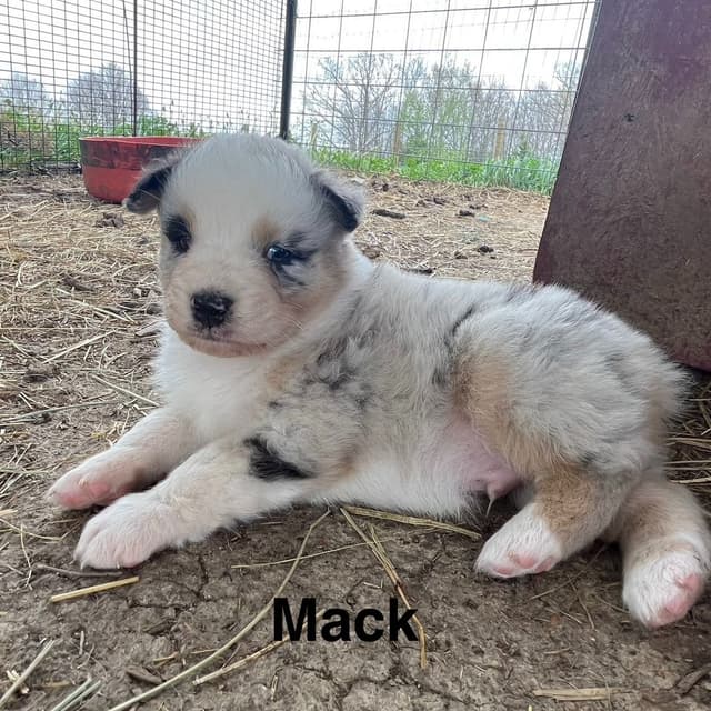 Australian Shepherd Puppies media 13