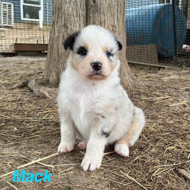 Australian Shepherd Puppies media 11