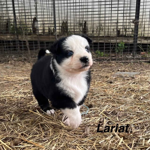 Australian Shepherd Puppies media 27